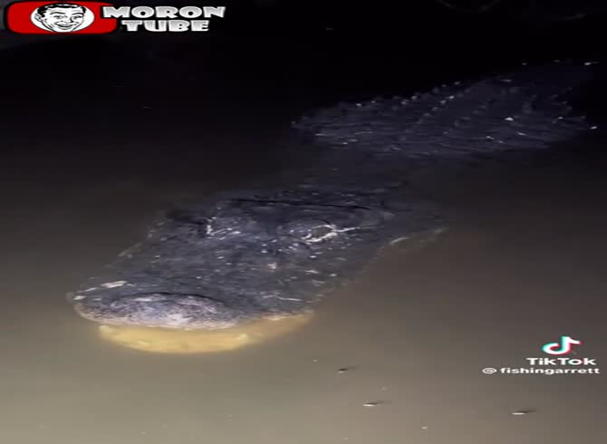 Video :He spends the night playing with lethal swamp animals